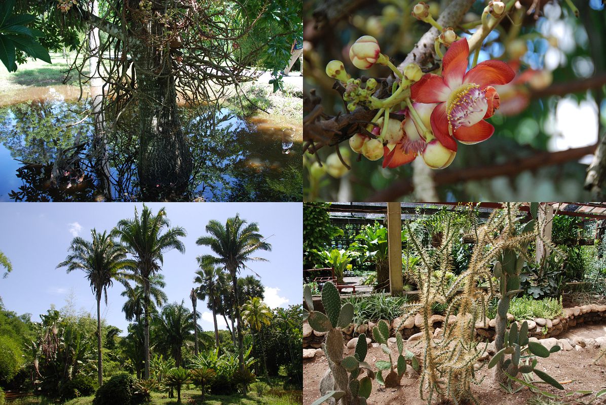 54 Cuba - Cienfuegos - Jardin Botanico - cannibal tree with a beautiful flower, palm trees, and cacti